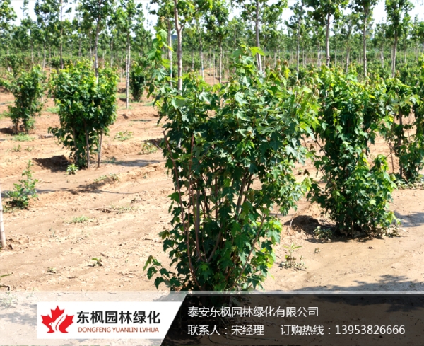 組合叢生紅點(diǎn)紅楓