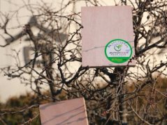 山東膠合板廠家